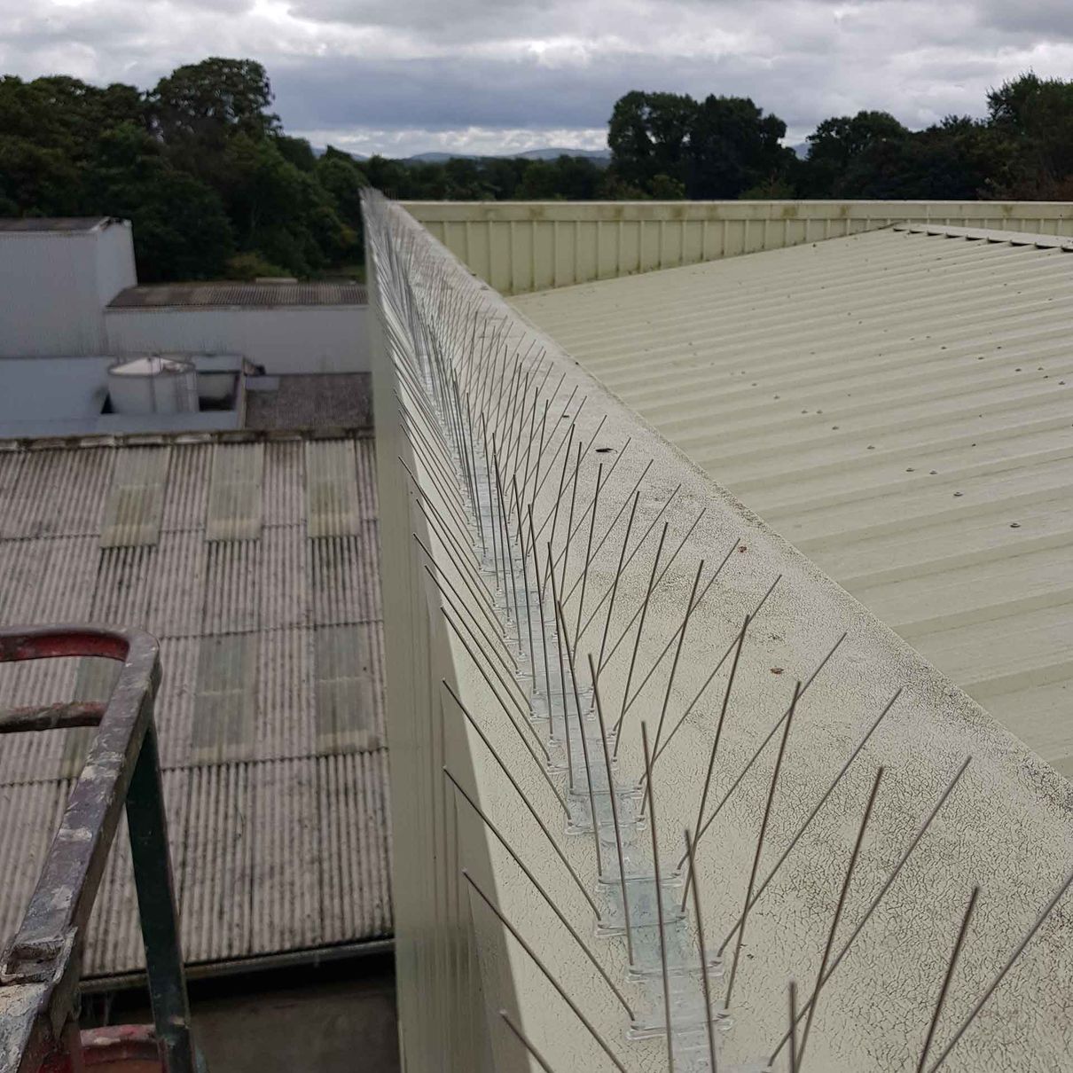 bird spikes installed on a building roof
