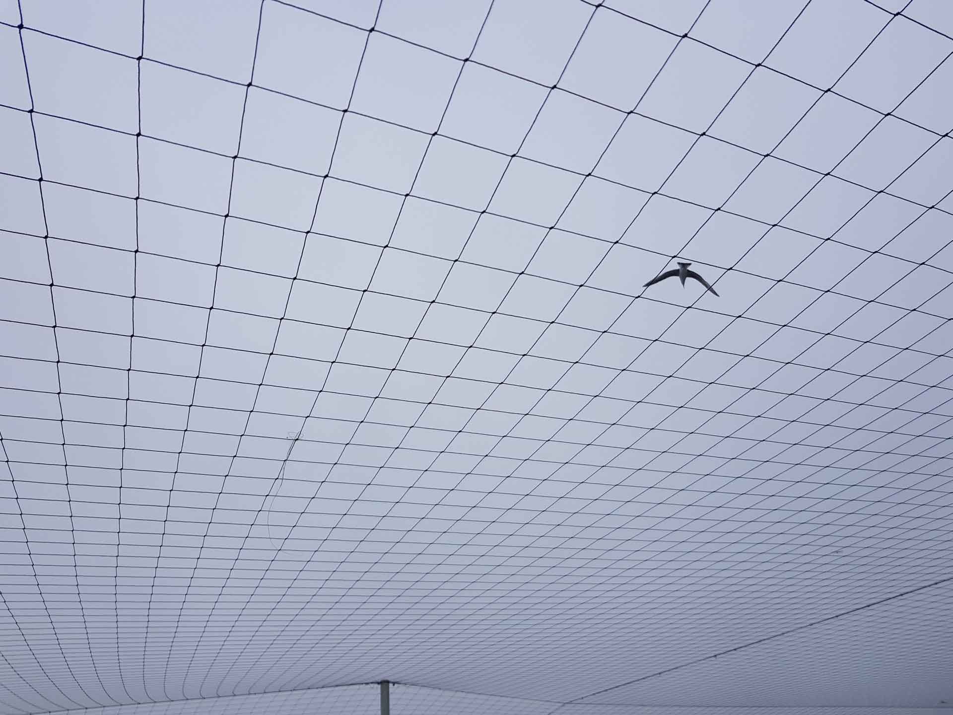Large Bird netting installed outside