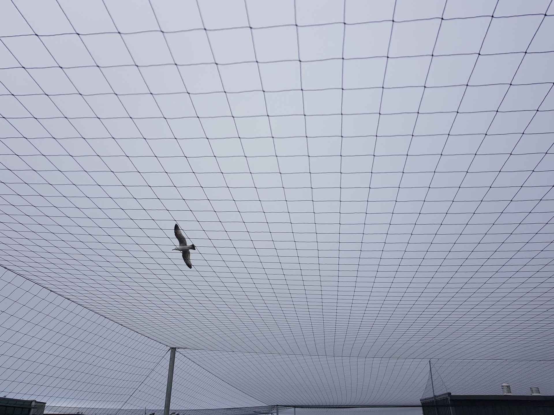 Bird netting installed outside